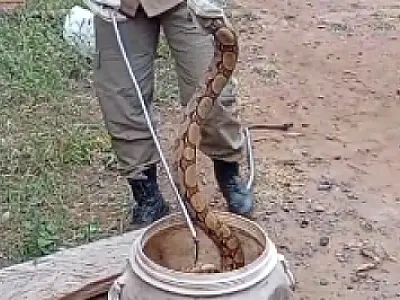 Jibóia de dois metros é resgatada em quintal no bairro Industrial