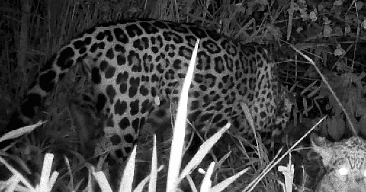 Onça Miranda, tratada no CRAS, é vista com filhote após voltar ao Pantanal