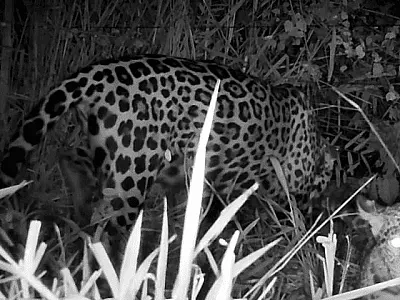 Onça Miranda, tratada no CRAS, é vista com filhote após voltar ao Pantanal