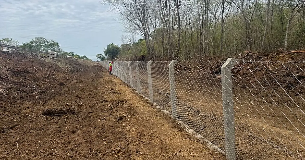 Faixa da BR-262 recebe ações para reduzir mortes de animais no Pantanal