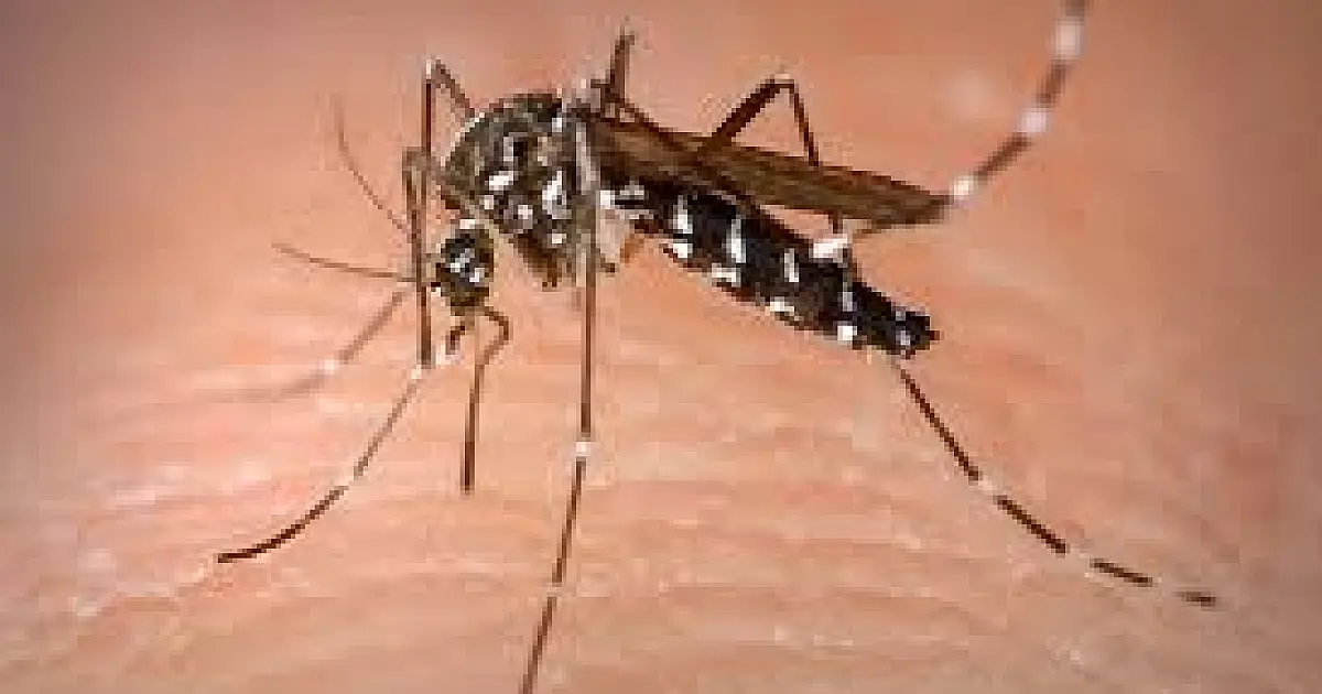 Baixo Pantanal registra 6,8 mil casos prováveis e duas mortes por Dengue