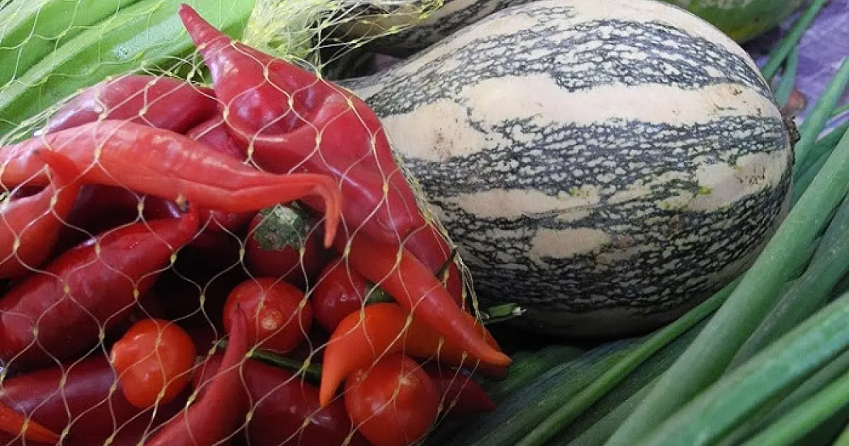 Feira Agroecológica na Embrapa passa a ser realizada semanalmente