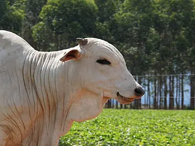 Produtores rurais têm até dois de junho para declarar rebanho em MS