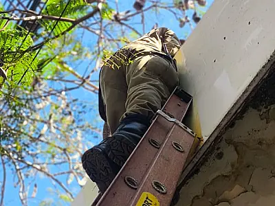 Gatos recém-nascidos são resgatados do alto de telhado no centro