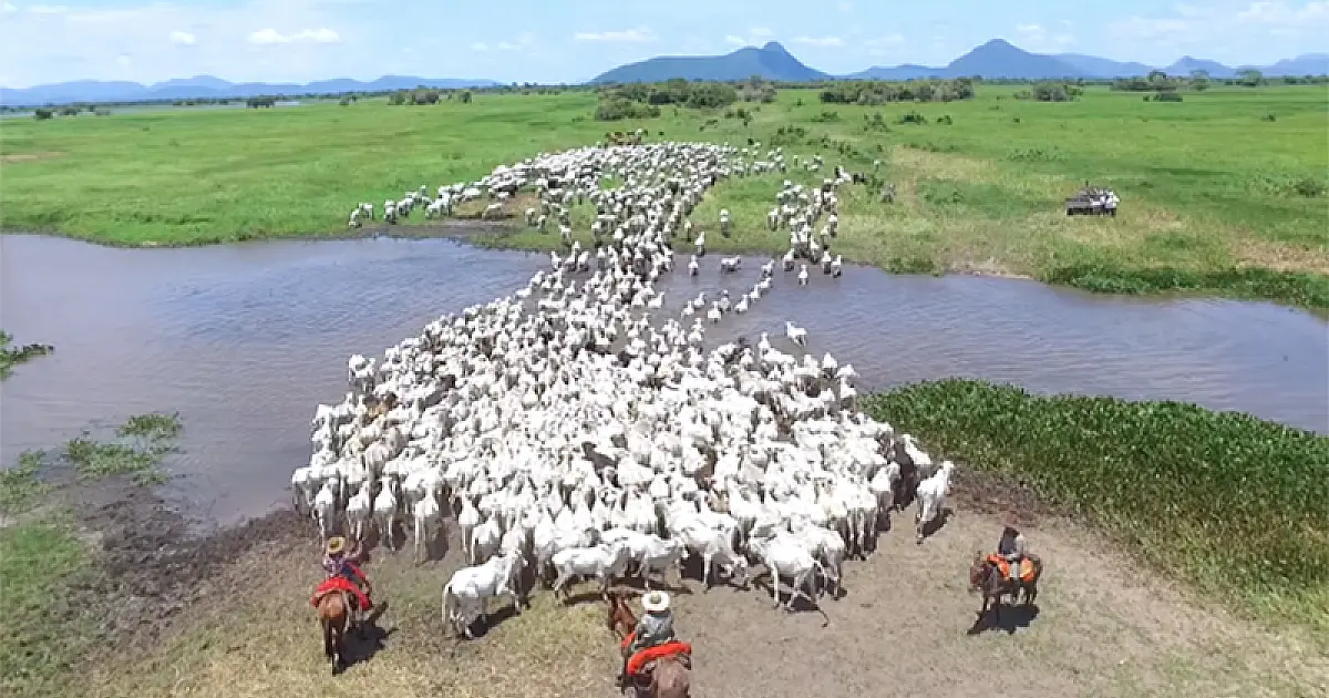 Sindicato Rural de Corumbá contesta o relatório dos incêndios no Pantanal do MP
