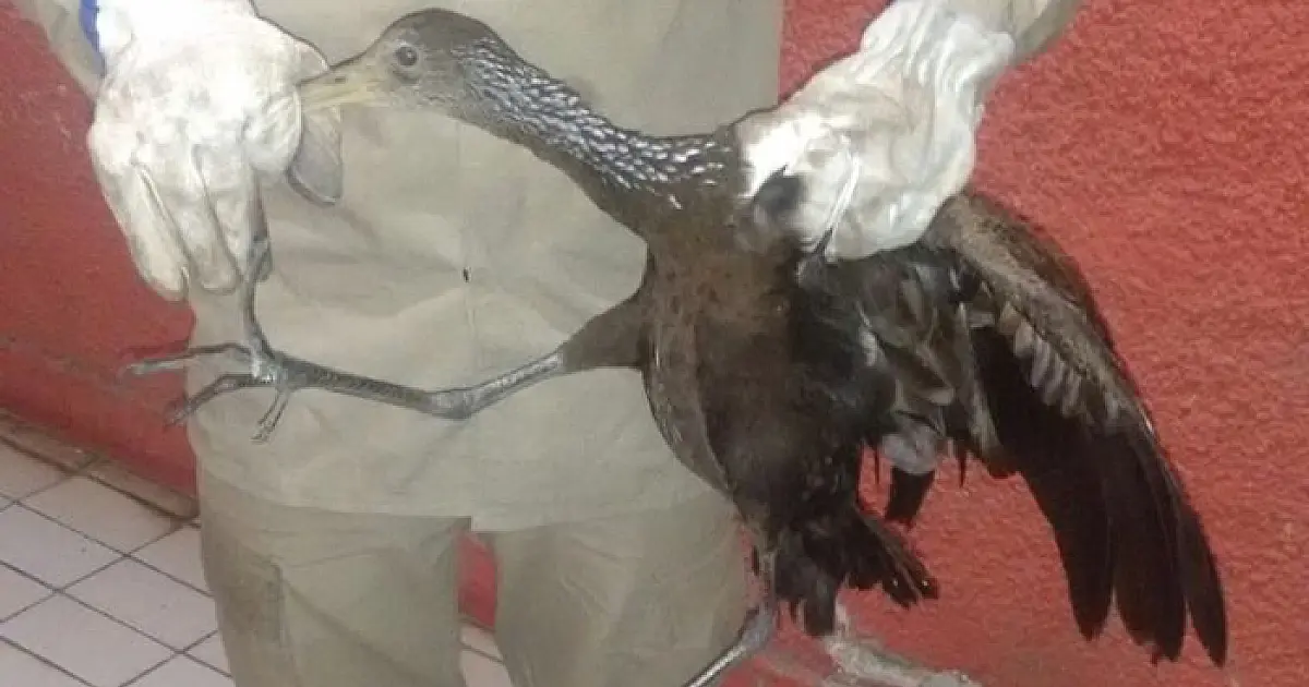 Aves do Pantanal são capturadas em casas de Corumbá
