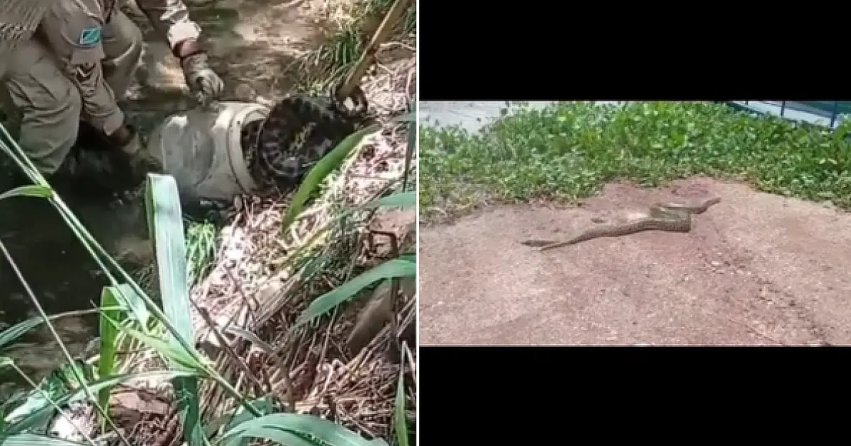 Sucuri de 5 metros assusta moradores do bairro Aeroporto