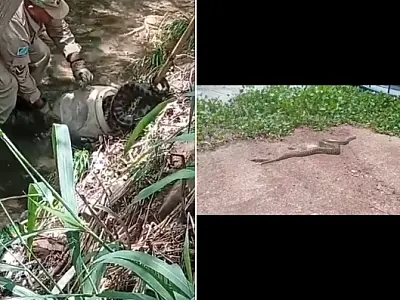 Sucuri de 5 metros assusta moradores do bairro Aeroporto