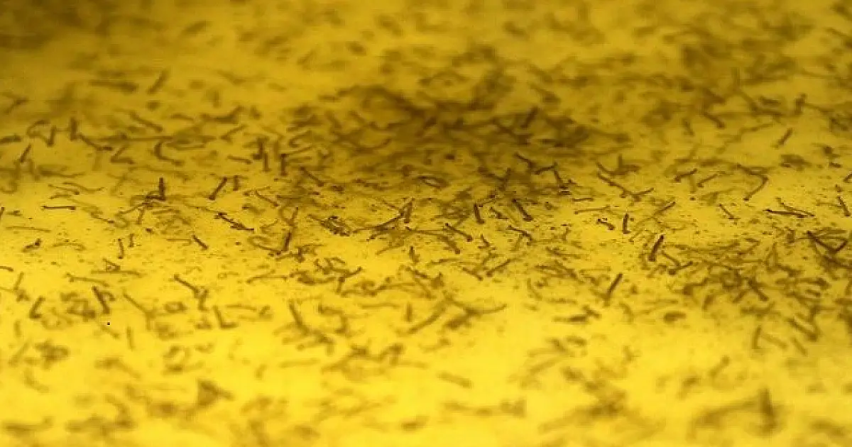Biofábrica contabiliza mais de 23 milhões de mosquitos soltos em combate ao Aedes Aegypti