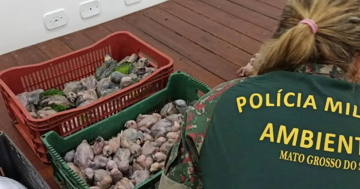 Casal preso por tráfico de aves silvestres recebe multa de R$ 2,5 milhões da PMA