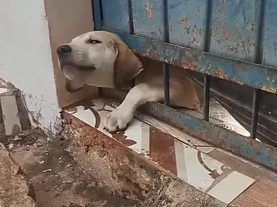 Bombeiros libertaram cachorro preso no portão de casa no bairro Nova Corumbá