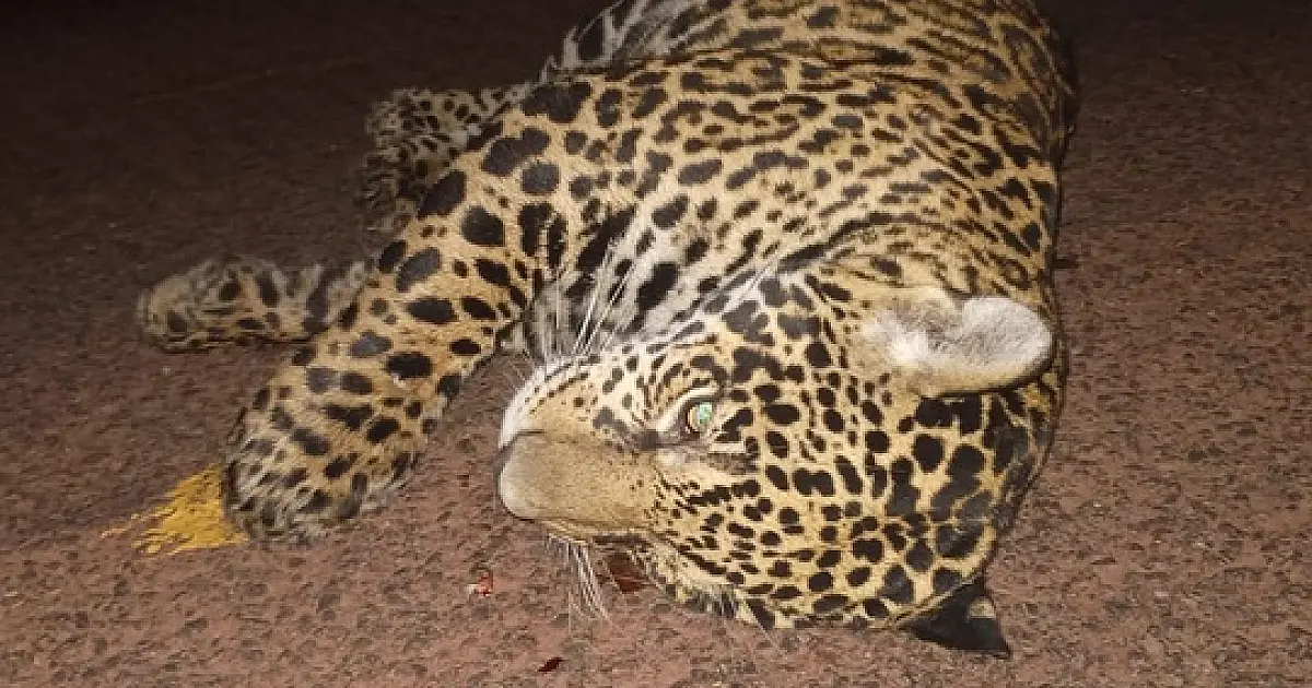 Mortes de onças na BR 262 é resultado da falta de proteção da fauna no Pantanal, diz instituto