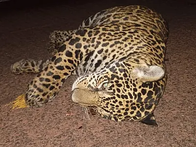 Mortes de onças na BR 262 é resultado da falta de proteção da fauna no Pantanal, diz instituto