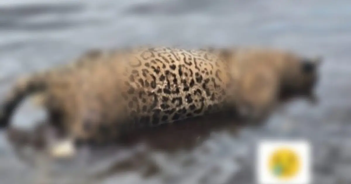 Polícia investiga caso de onça pintada encontrada morta no rio Paraguai