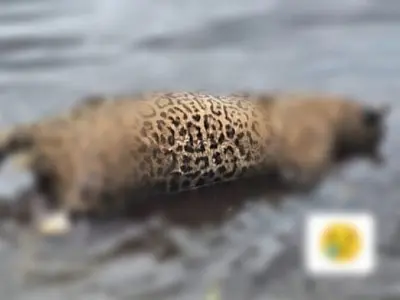 Polícia investiga caso de onça pintada encontrada morta no rio Paraguai
