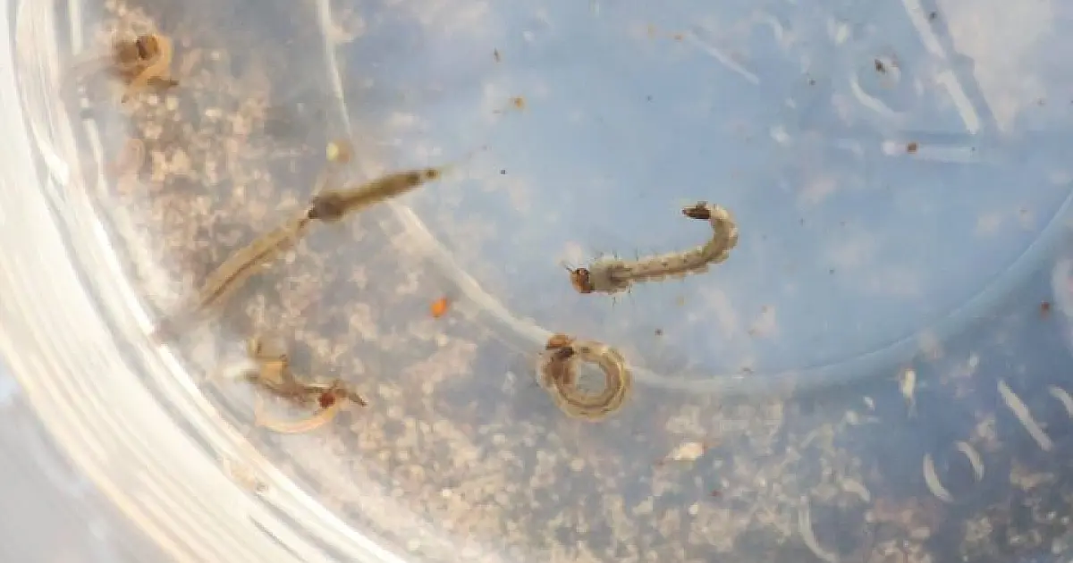 MS registra 204 casos confirmados de dengue