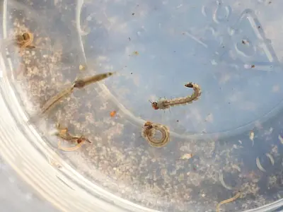 MS registra 204 casos confirmados de dengue