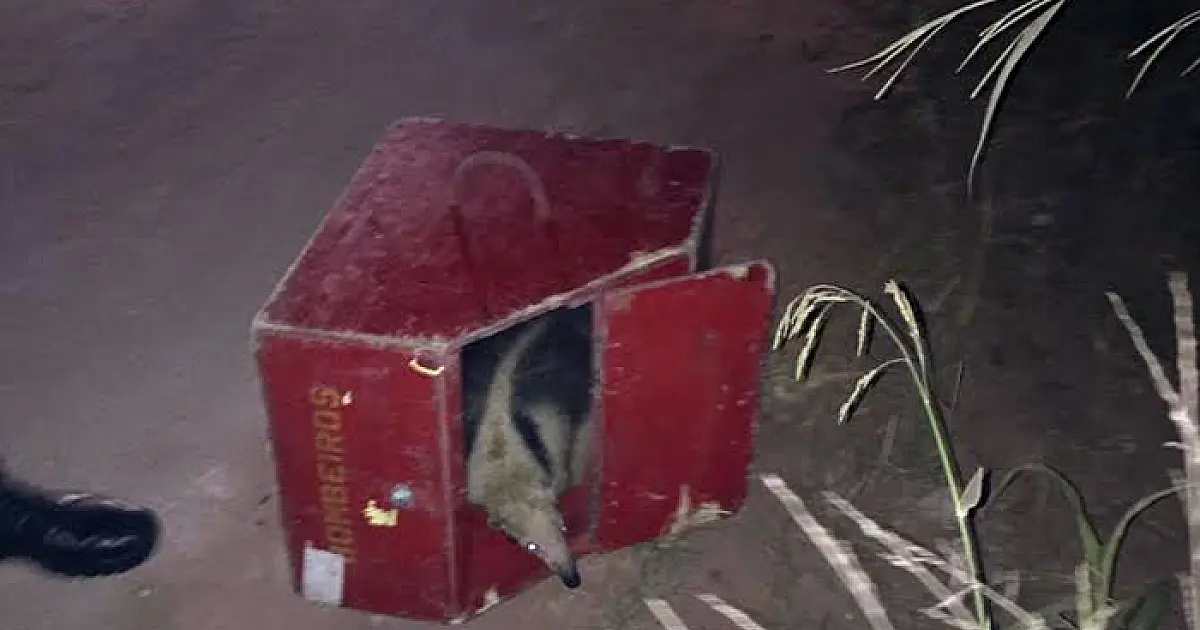 Tamanduá Mirim é capturado no Maria Leite