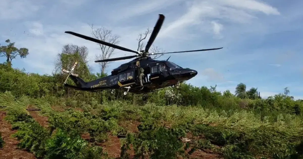 Paraguai e Brasil eliminam 965 toneladas de maconha em fazendas na fronteira de MS