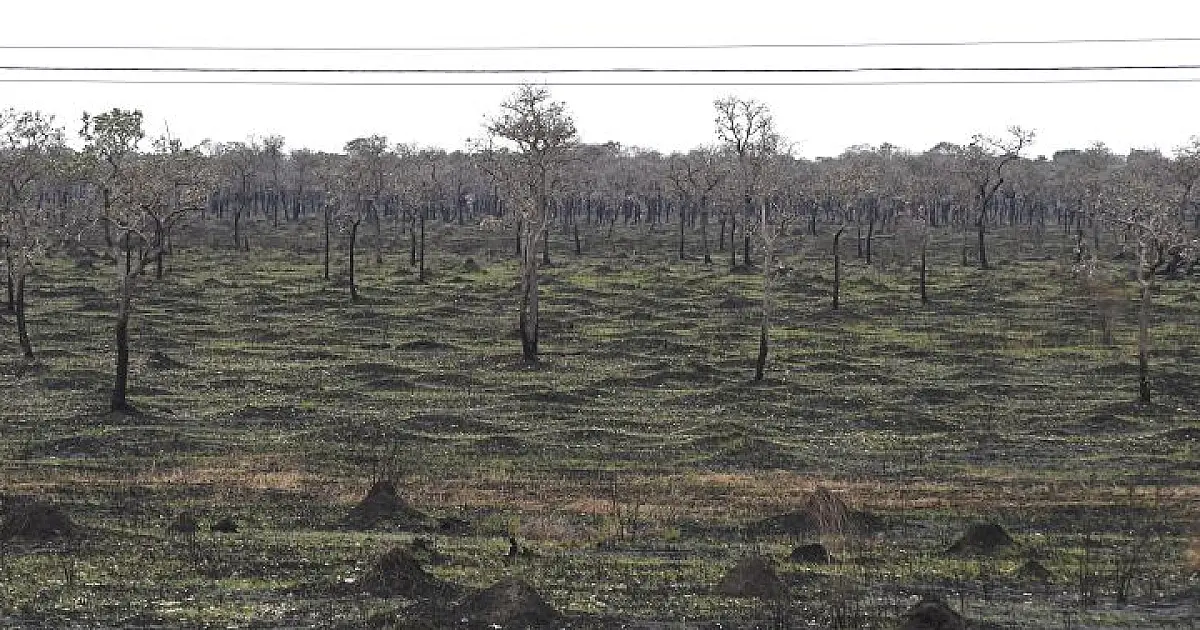 Chuvas reduzem focos de incêndio no Pantanal em mais de 90% em junho