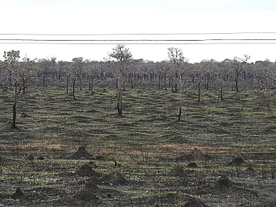 Chuvas reduzem focos de incêndio no Pantanal em mais de 90% em junho