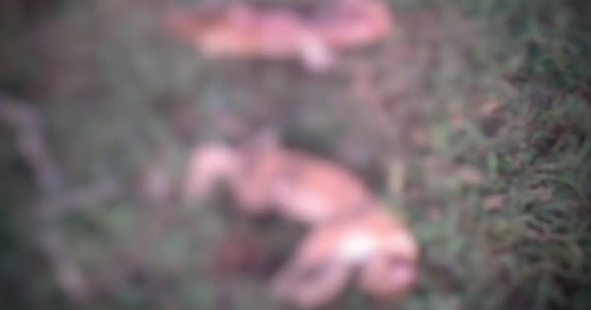 Homem acusado de abater duas onças-pardas é preso em Camapuã