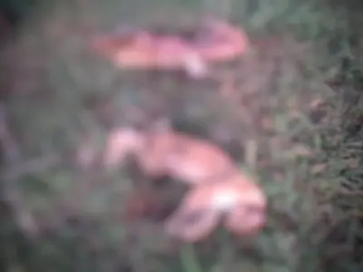 Homem acusado de abater duas onças-pardas é preso em Camapuã