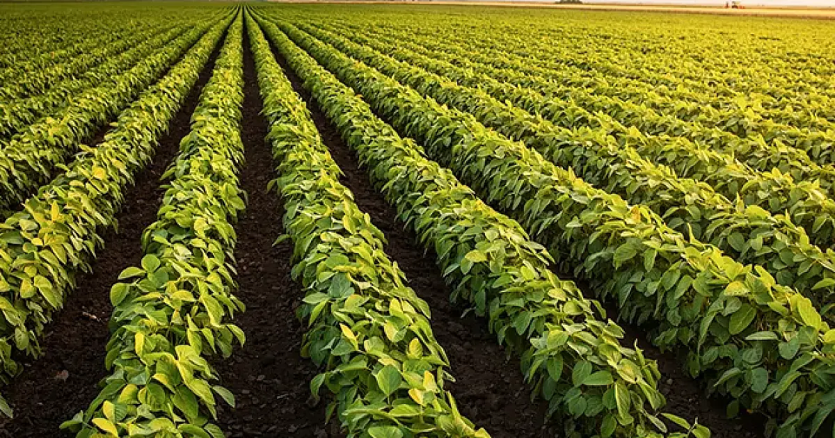 Estudo revela que 65% do território de MS é apto para atividades agrícolas