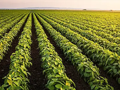 Estudo revela que 65% do território de MS é apto para atividades agrícolas