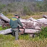 Pressão do TCU aumenta fiscalização no Pantanal e gera multas de R$ 4,7 milhões