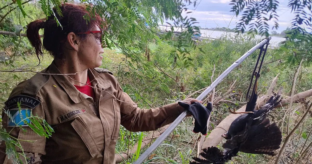 Corpo de Bombeiros resgata gavião preso em linhas no bairro Vila Mamona