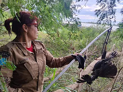 Corpo de Bombeiros resgata gavião preso em linhas no bairro Vila Mamona