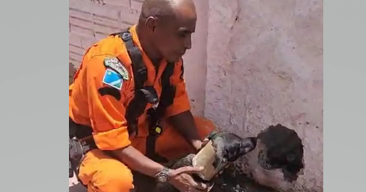Bombeiros quebram muro para resgatar cão preso em cano de escoamento