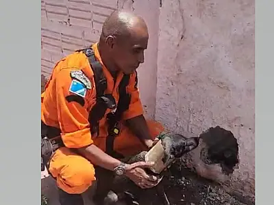 Bombeiros quebram muro para resgatar cão preso em cano de escoamento