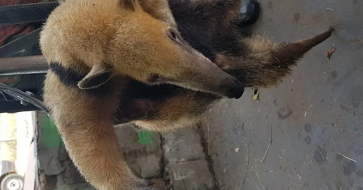 Cachorros acuam tamanduá mirim em quintal de casa