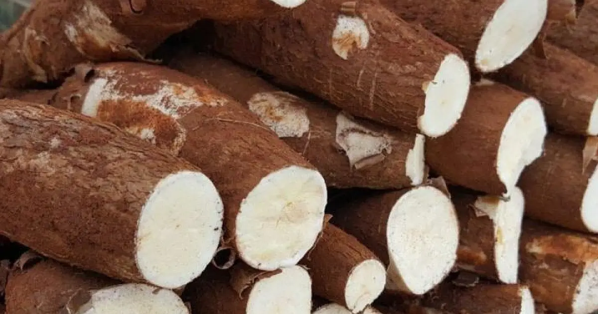 Mandioca é produto destaque de produção no estado e o mais vendido na Ceasa de MS