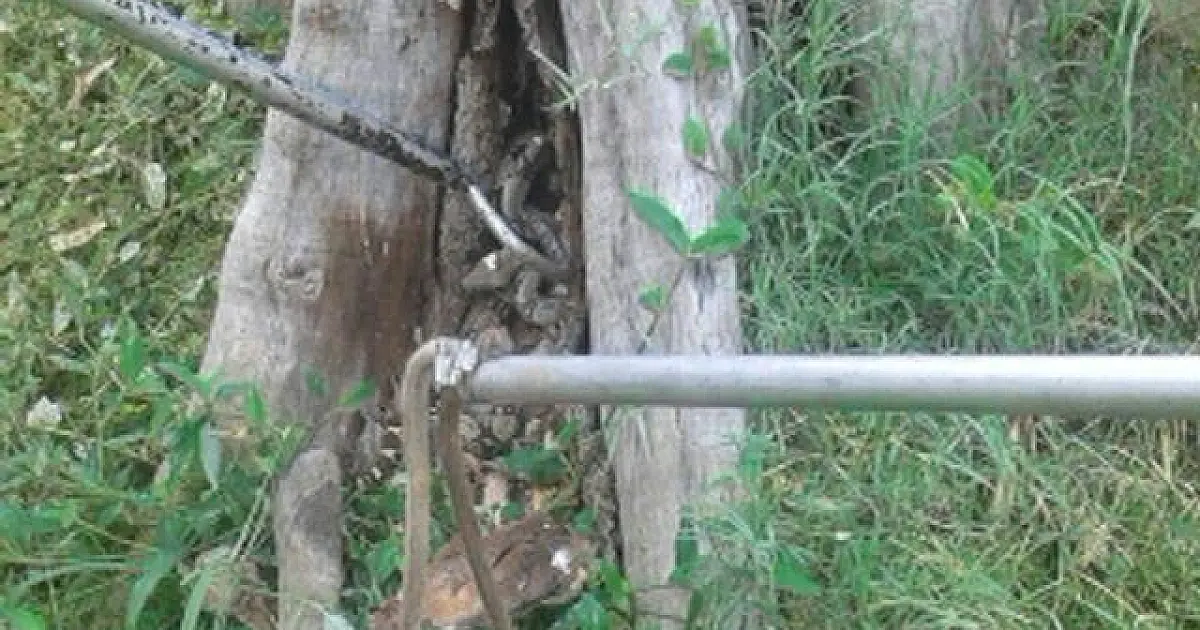 Duas jiboias são capturadas no campus da UFMS