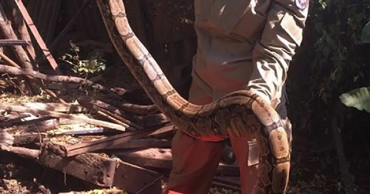 Jiboia é capturada em Ladário
