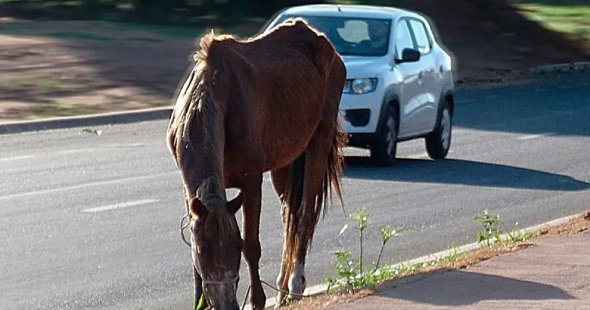 Em Ladário, animais soltos nas ruas causam perigo à segurança e à saúde pública
