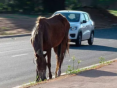 Em Ladário, animais soltos nas ruas causam perigo à segurança e à saúde pública