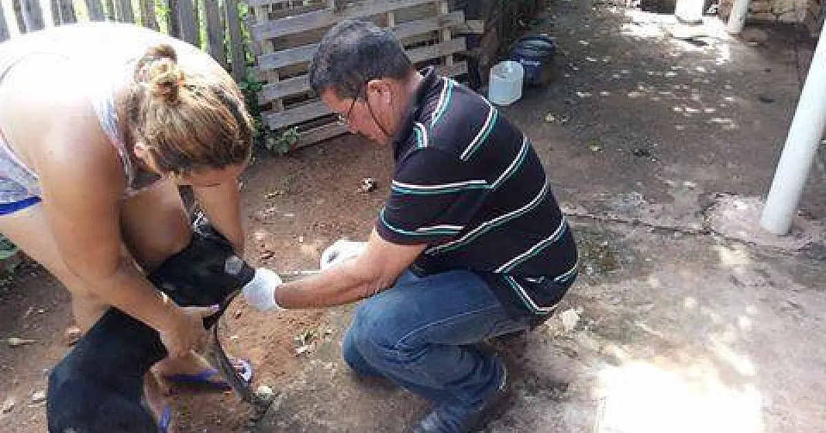 70% dos cães examinados no Alta Floresta estavam com leishmaniose