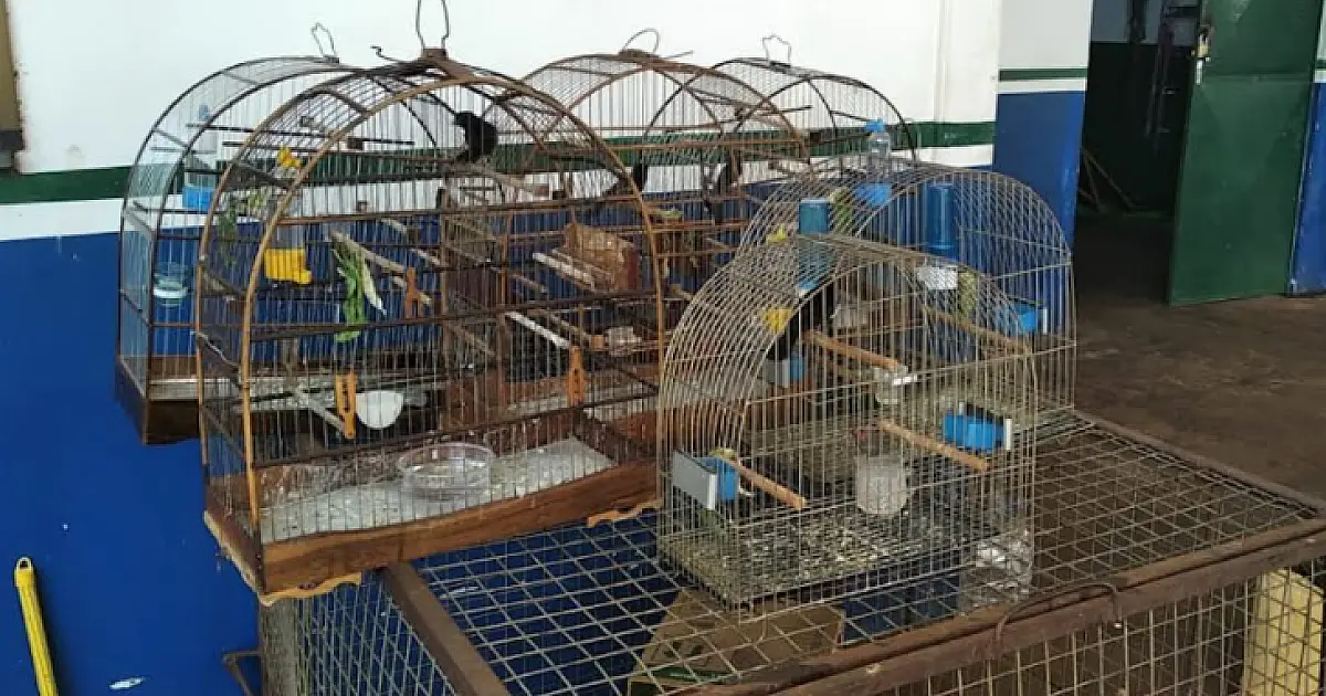 Homem é multado em R$ 4 mil por manter aves silvestres em cativeiro