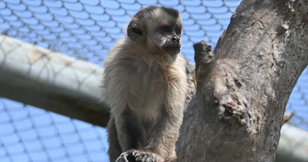 Após meses de reabilitação, sete macacos-prego retornam à vida livre no Pantanal