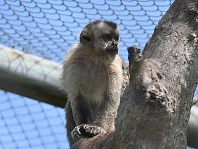 Após meses de reabilitação, sete macacos-prego retornam à vida livre no Pantanal