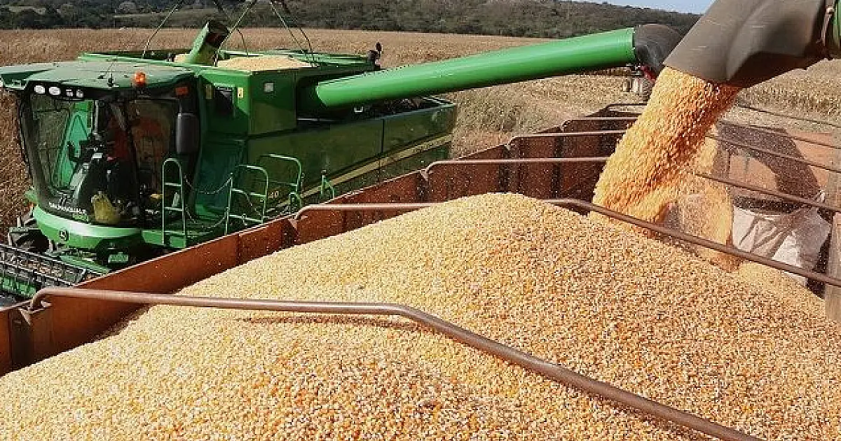 Colheita do milho deve sofrer queda de mais de 2 milhões de toneladas