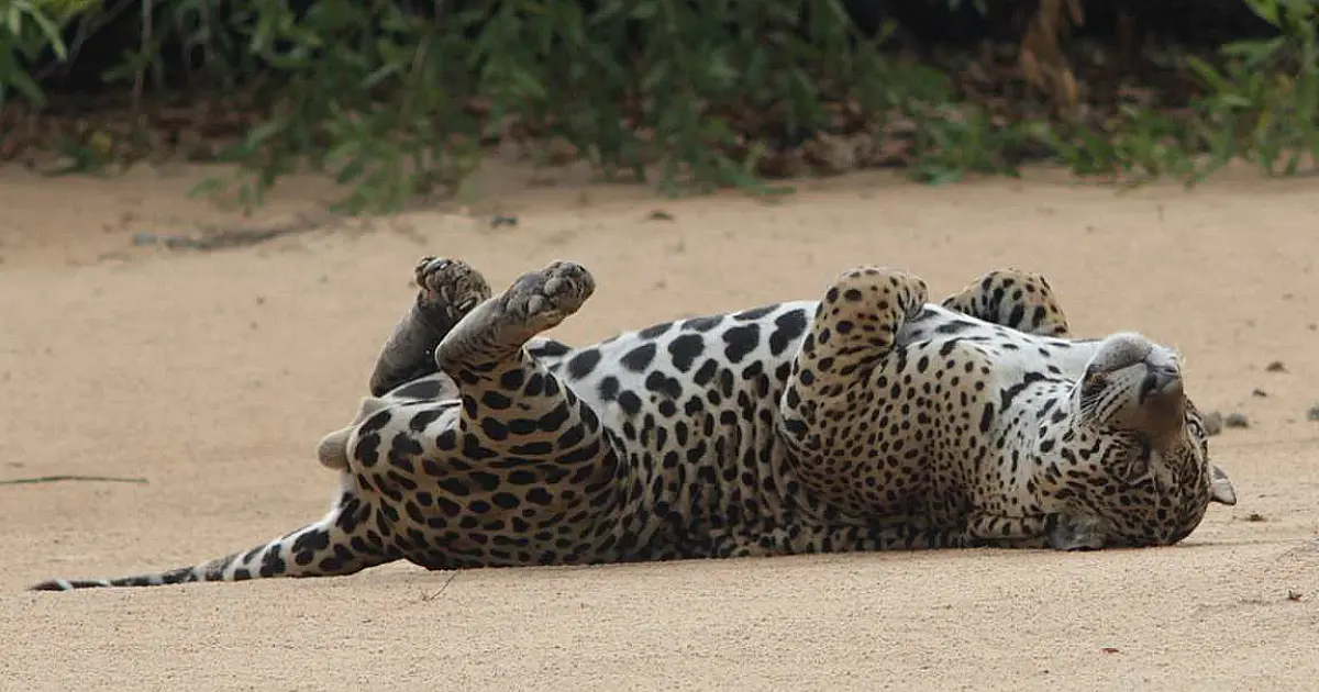 PF investiga matança de onça pintada no Pantanal