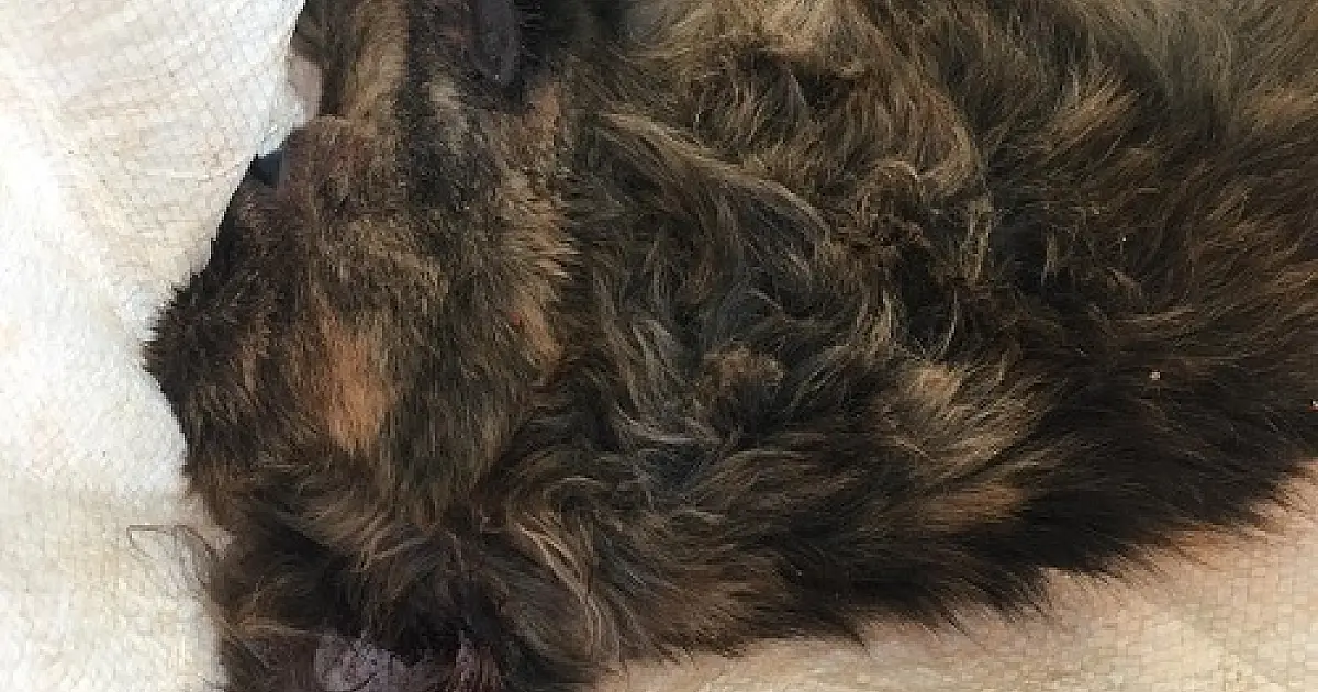 PMA autua em R$ 3 mil por maus-tratos infrator que matou cachorro a pauladas