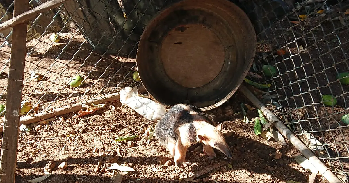 Tamanduá-mirim ferido é resgatado em quintal de casa em Corumbá
