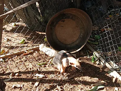 Tamanduá-mirim ferido é resgatado em quintal de casa em Corumbá