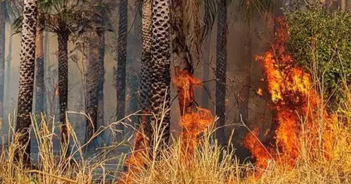 Ibama multa fazendeiros em R$ 100 milhões por queimada no Pantanal